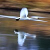 白鳥の流し撮り