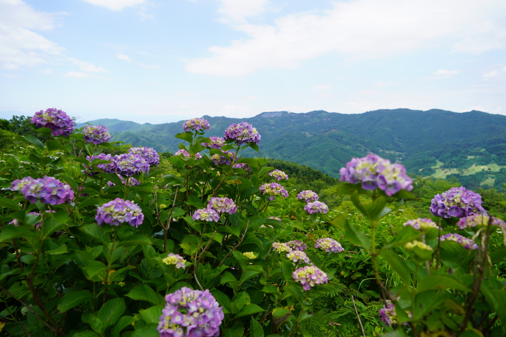 天空の紫陽花