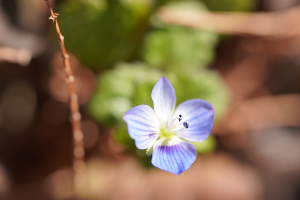 小さな野草