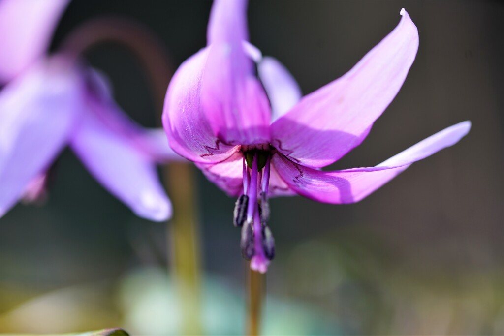 カタクリの花