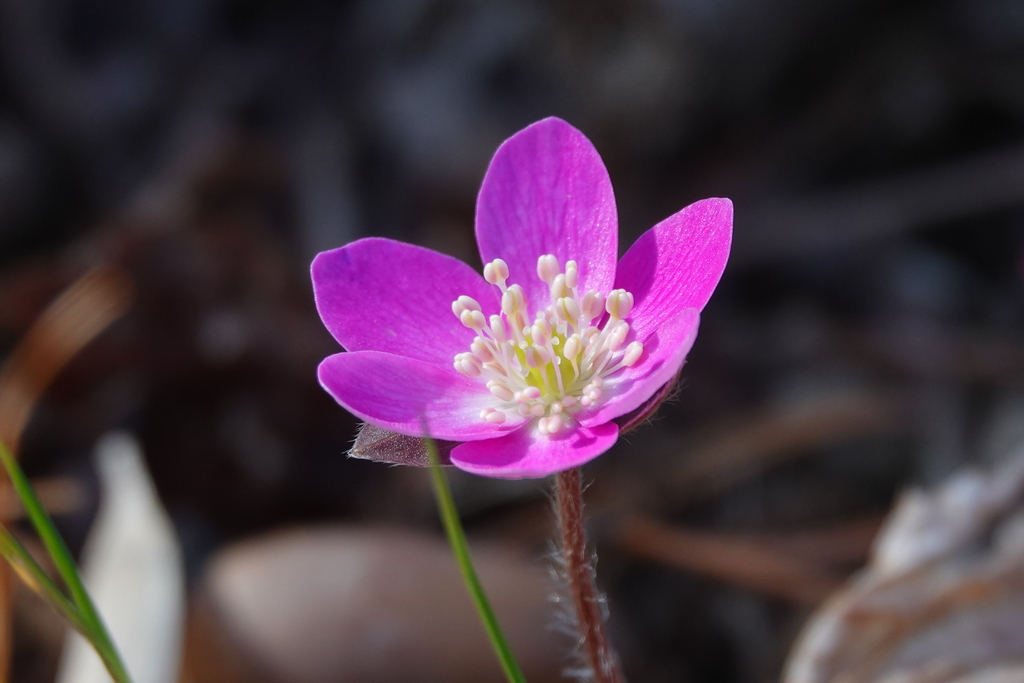 色々な花①