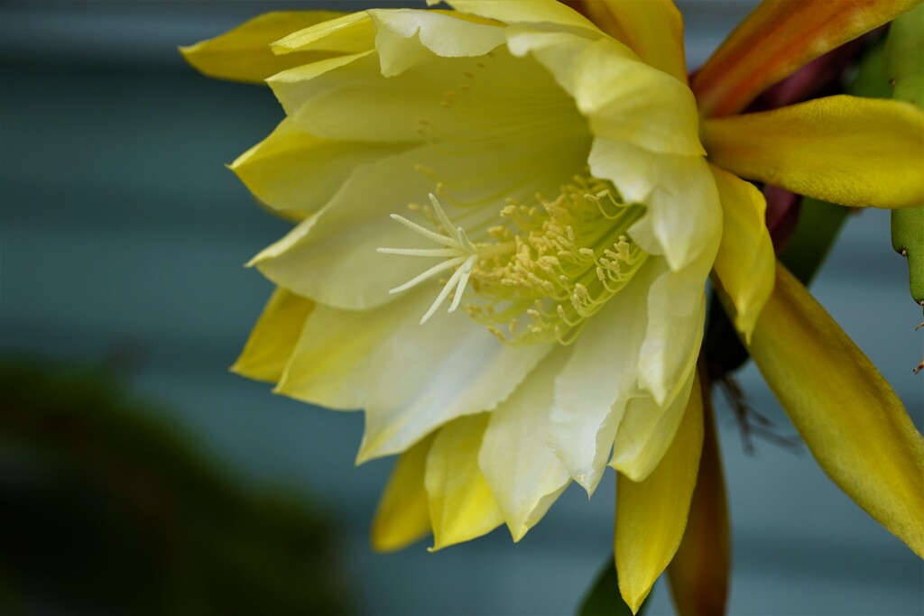 今朝咲いた孔雀サボテン