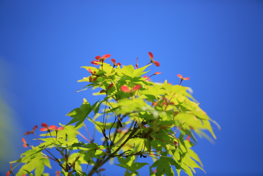モミジの花