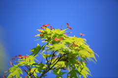 モミジの花