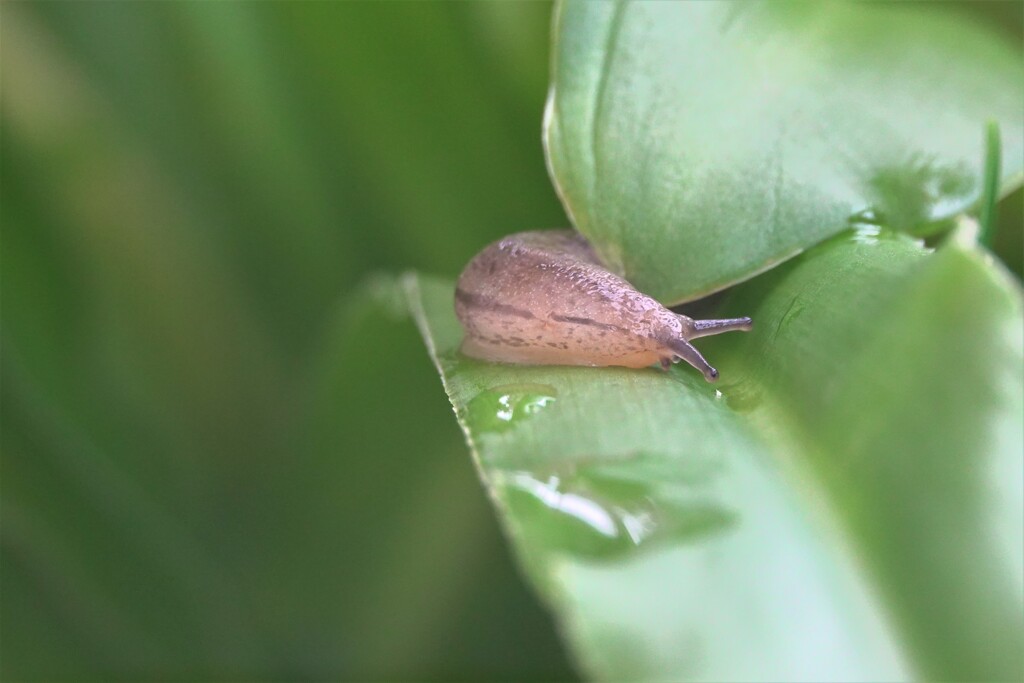 明けぬ梅雨に喜ぶ