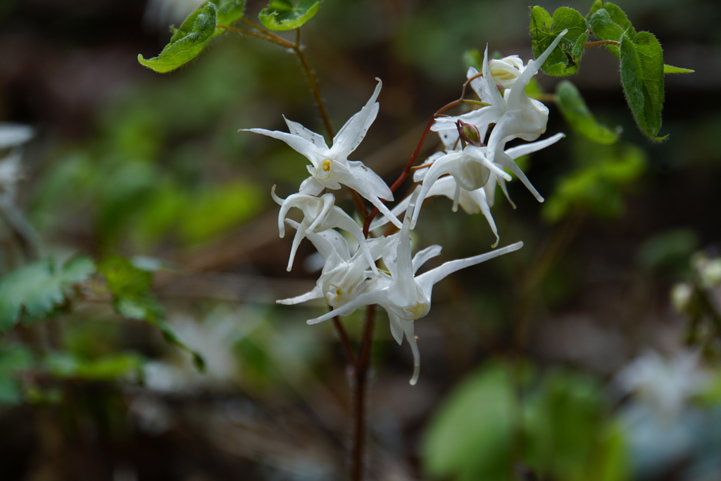 蜘蛛のような花
