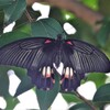 木陰で休むアゲハ蝶