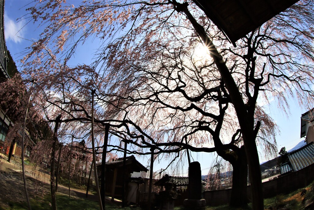 寺の枝垂れ桜