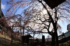 寺の枝垂れ桜