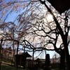 寺の枝垂れ桜