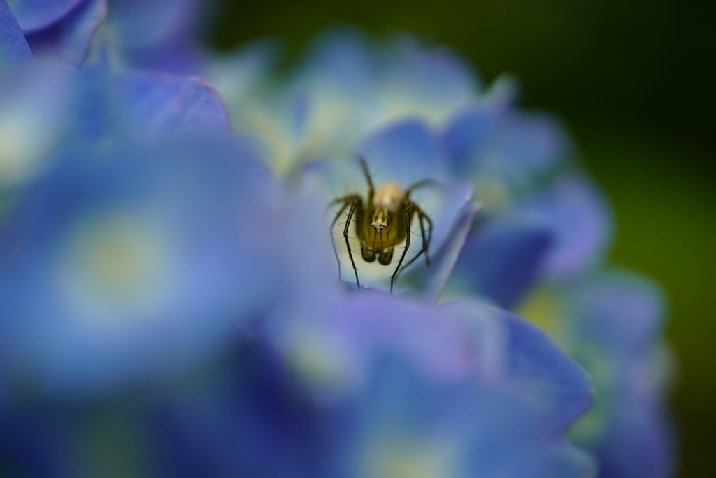 花が好き４