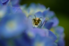 花が好き４