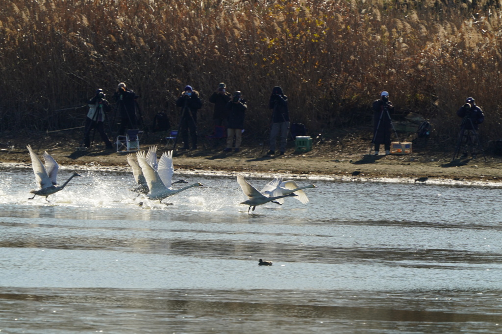 カメラマンの前を飛ぶ