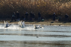 カメラマンの前を飛ぶ