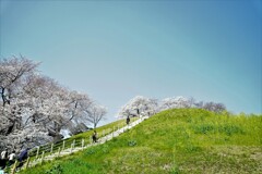 古墳の桜