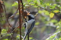 カマキリの巣を食べる