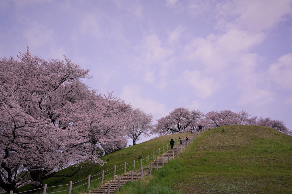 古墳と桜