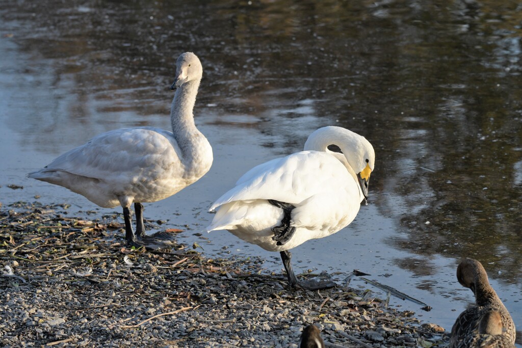 午後の白鳥