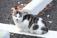 駐車場に野良猫