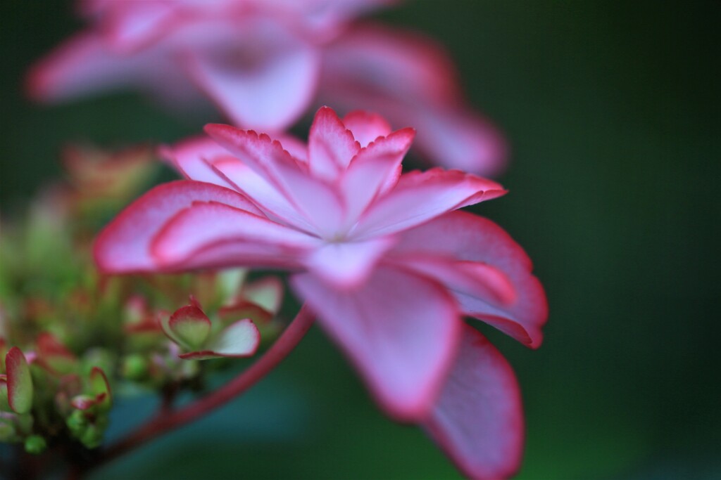 紫陽花