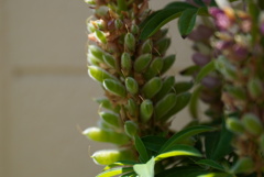 花から種へと