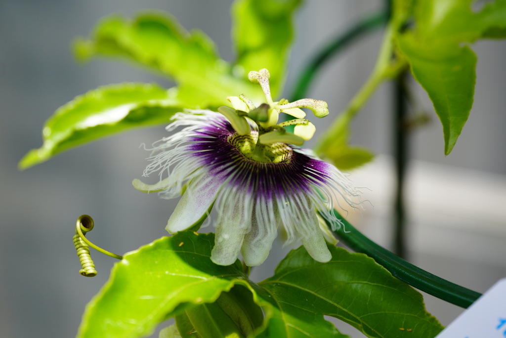 トケイソウ（花）１