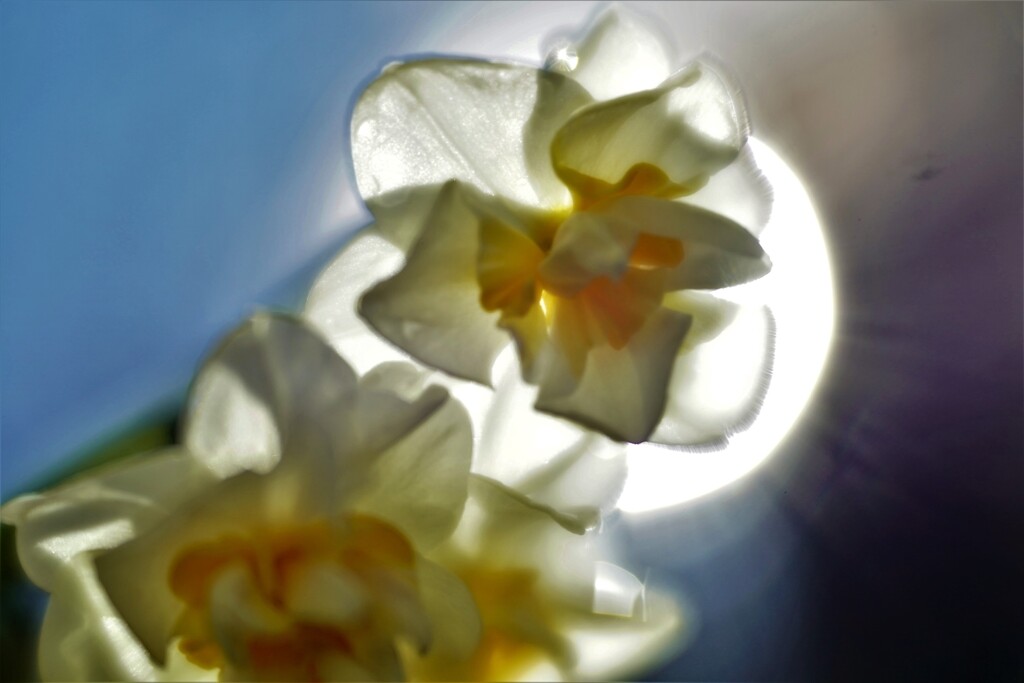 朝陽を受けた水仙