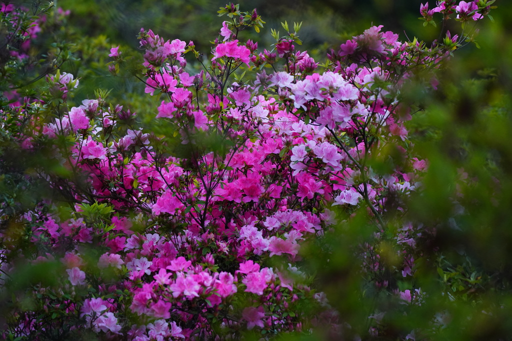 時期の花（ツツジ）
