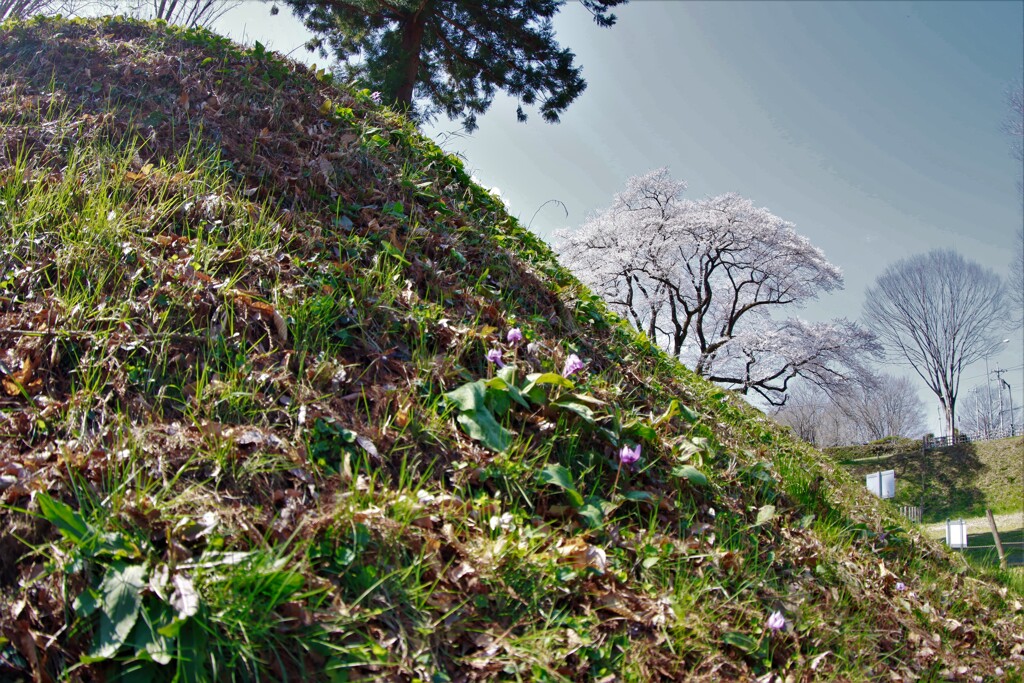 カタクリと桜