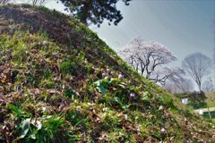 カタクリと桜