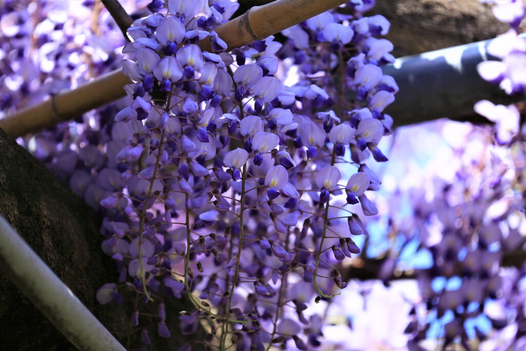 藤の花が咲きましたね