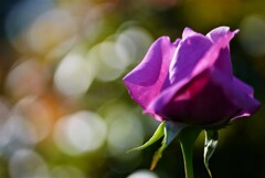 薔薇