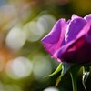 薔薇