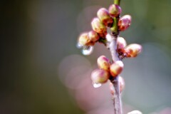 梅の蕾に雫