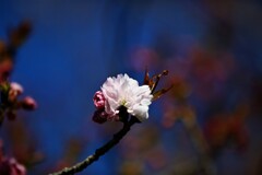 牡丹桜