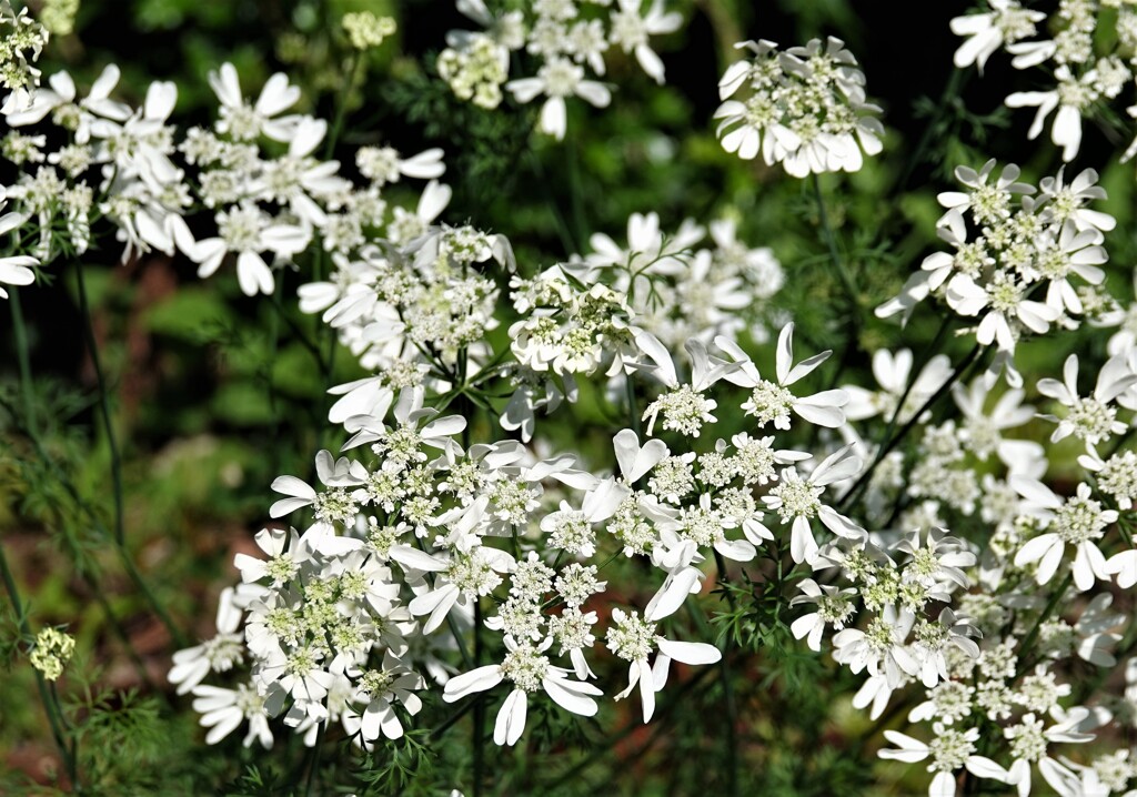 ハートがいっぱい