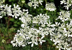 ハートがいっぱい