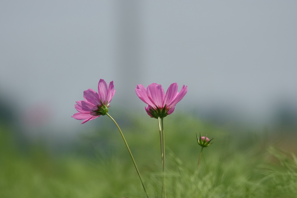 暑さに耐える秋桜