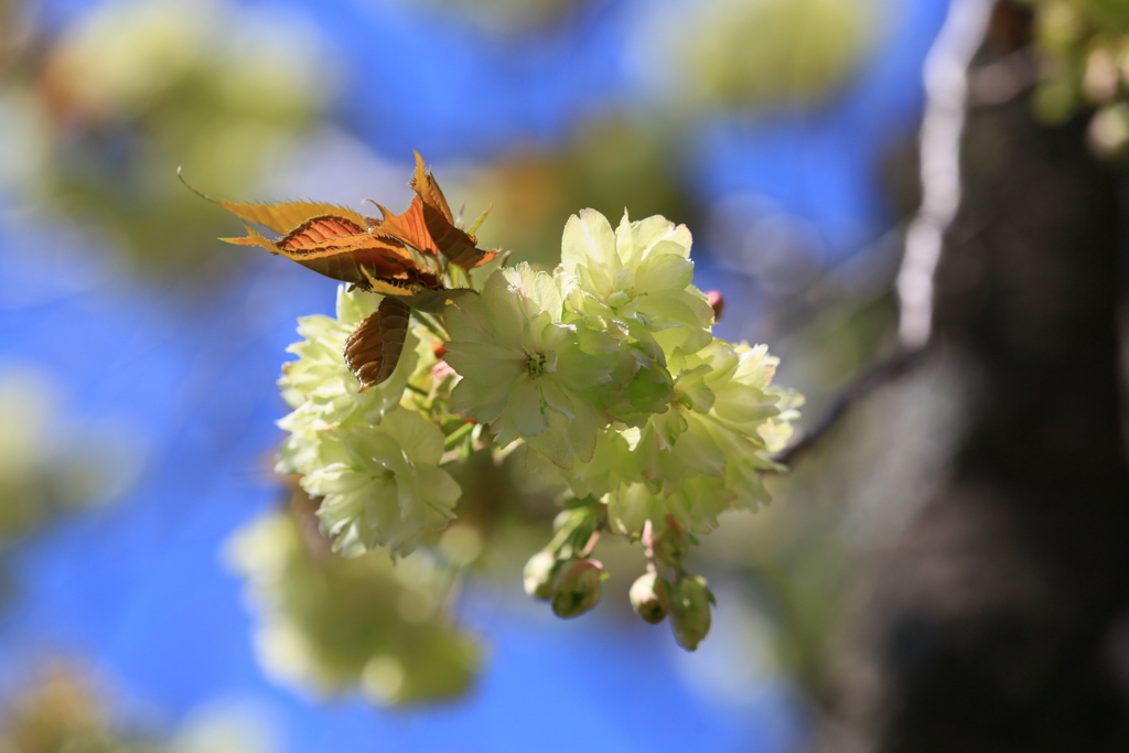 ウコン桜が咲いたよ