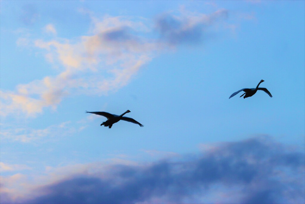 大空を飛ぶ白鳥