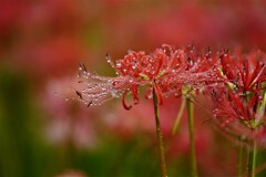 小雨に濡れる