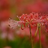 小雨に濡れる