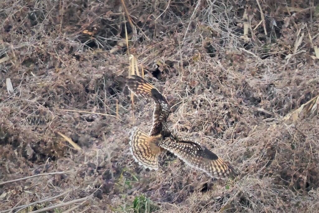 コミミズクの背中