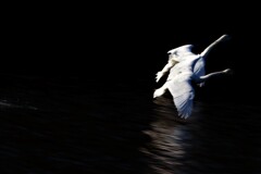 朝の白鳥ダンス