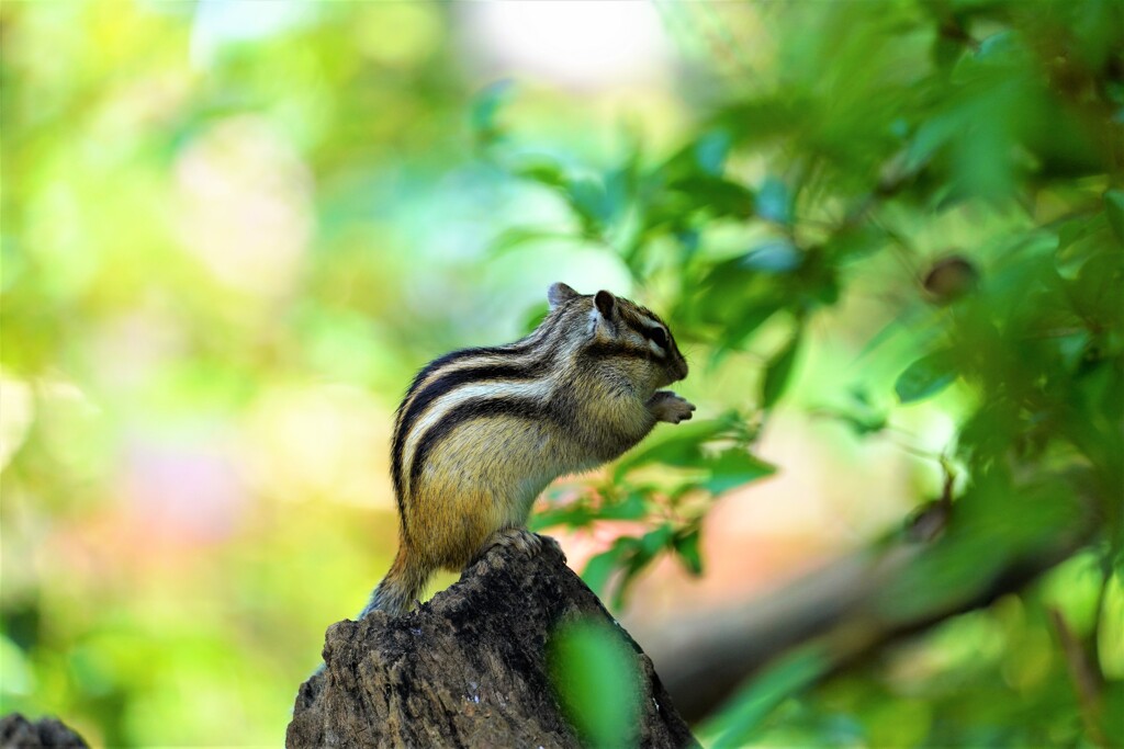 シマリス