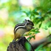シマリス