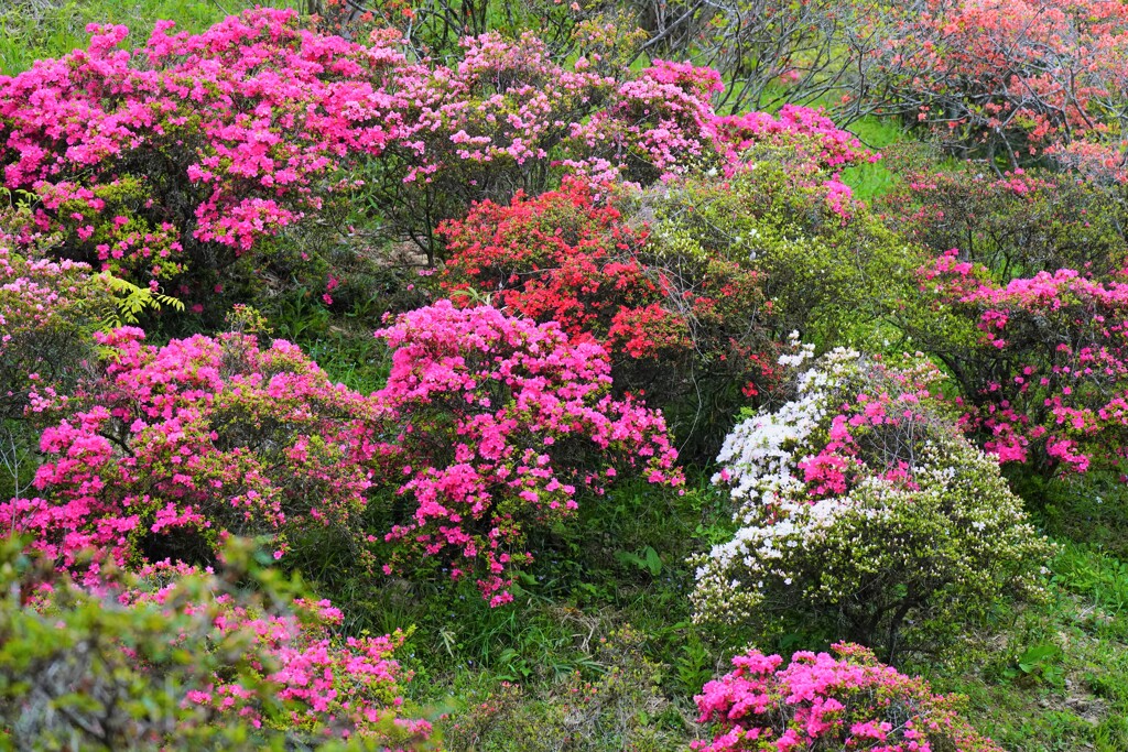 山もツツジで賑やか
