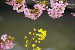 河津桜と菜の花２