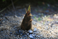 通路を塞ぐ竹の子