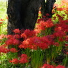 曼珠沙華の群集
